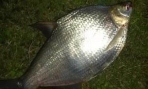 台钓搓饵钓鳊鱼的技巧