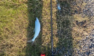 降温后第一次作钓中鱼气温低还是可以碰碰运气